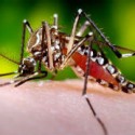 Lần đầu tiên thả muỗi để phòng bệnh sốt xuất huyết