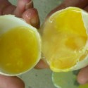 Ăn trứng ung vì ‘nghe nói công hiệu hơn Viagra’